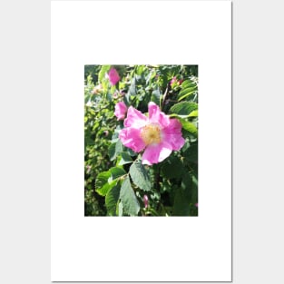 Pink wild rose photograph Posters and Art